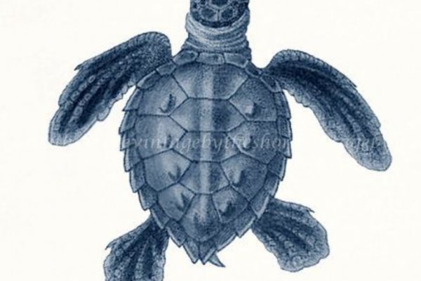 Kraken зеркало официальный